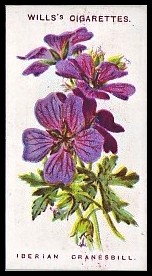 21 Iberian Cranesbill